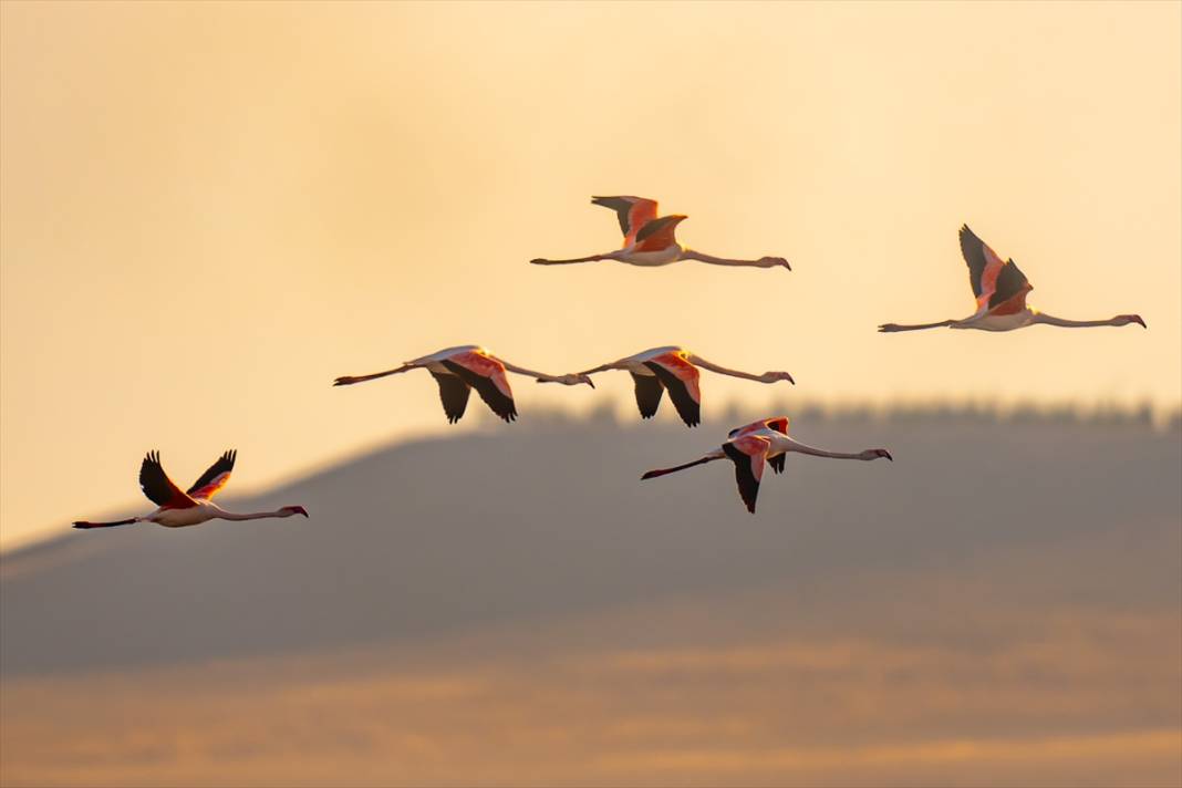 Konya’nın flamingo cenneti! 180 türe ev sahipliği yapıyor, görsel şölen sunuyor 14